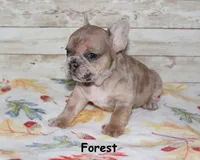 Forest, a male French Bulldog for sale in Maple Hill, KS – 6 of 6