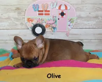 Olive, a female French Bulldog for sale in Maple Hill, KS – 4 of 8