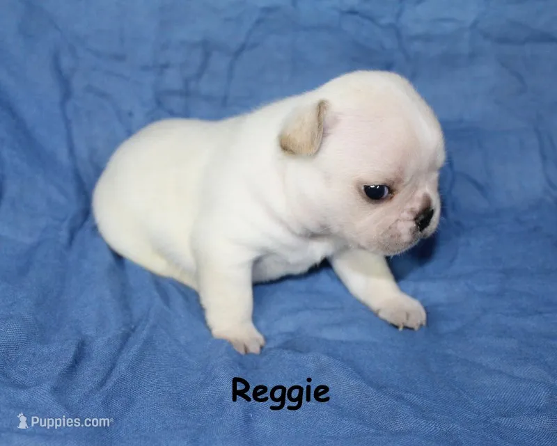 Reggie – French Bulldog puppy for sale in Maple Hill, KS