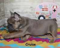 Cruise, a male French Bulldog for sale in Maple Hill, KS – 6 of 6