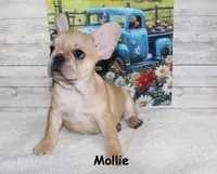 Mollie, a female French Bulldog for sale in Maple Hill, KS – 6 of 8