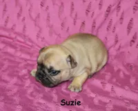 Suzie, a male French Bulldog for sale in Maple Hill, KS – 2 of 4