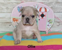 Ollie, a male French Bulldog for sale in Maple Hill, KS – 5 of 6