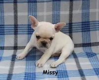 Missy, a female French Bulldog for sale in Maple Hill, KS – 10 of 10