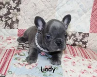 Lady, a female French Bulldog for sale in Maple Hill, KS – Photo 4 of 5