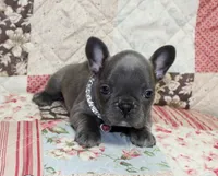Lady, a female French Bulldog for sale in Maple Hill, KS – Photo 2 of 5