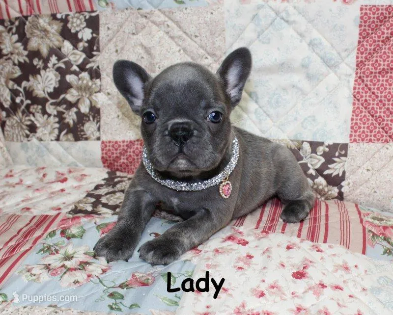 Lady – French Bulldog puppy for sale in Maple Hill, KS