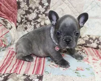 Lady, a female French Bulldog for sale in Maple Hill, KS – Photo 5 of 5