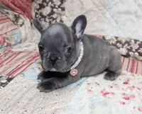 Lady, a female French Bulldog for sale in Maple Hill, KS – Photo 3 of 5