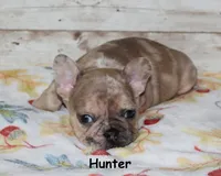 Hunter, a male French Bulldog for sale in Maple Hill, KS – 2 of 5