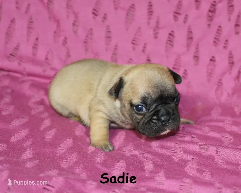 Sadie, a male French Bulldog for sale in Maple Hill, KS – 1 of 4