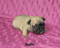 Sadie, a male French Bulldog for sale in Maple Hill, KS – 1 of 4