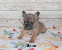 Spice, a female French Bulldog for sale in Maple Hill, KS – 3 of 4