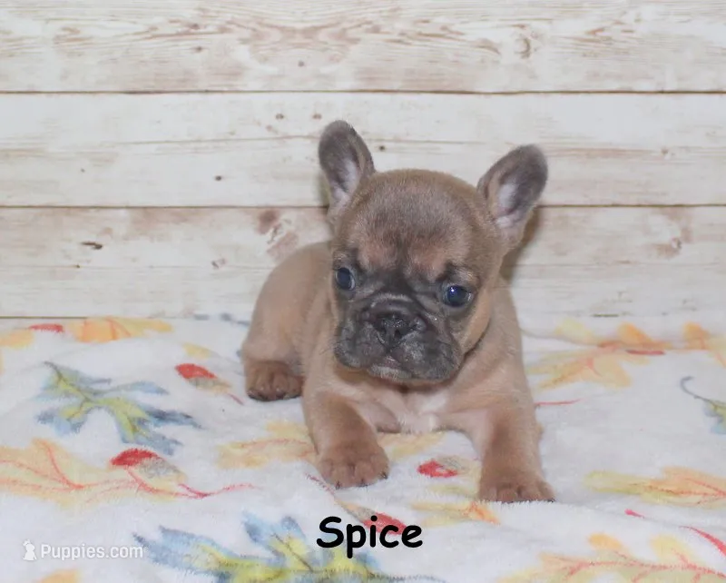 Spice – French Bulldog puppy for sale in Maple Hill, KS