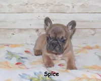 Spice, a female French Bulldog for sale in Maple Hill, KS – 1 of 4