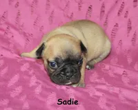Sadie, a male French Bulldog for sale in Maple Hill, KS – 3 of 4