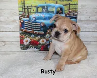 Rusty, a male French Bulldog for sale in Maple Hill, KS – 3 of 10