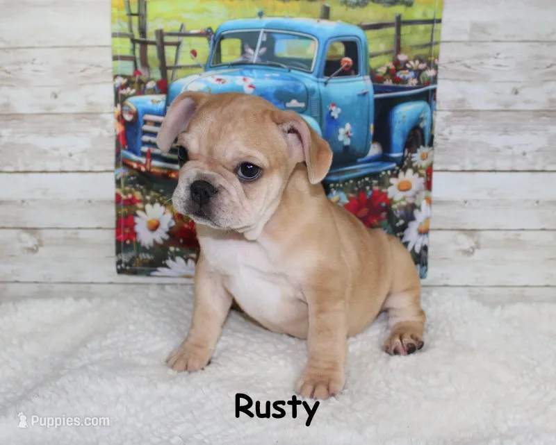 Rusty – French Bulldog puppy for sale in Maple Hill, KS