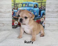 Rusty, a male French Bulldog for sale in Maple Hill, KS – 1 of 10