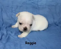 Reggie, a male French Bulldog for sale in Maple Hill, KS – 5 of 5