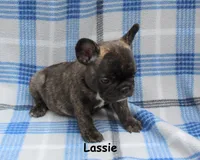 Lassie, a female French Bulldog for sale in Maple Hill, KS – 2 of 5