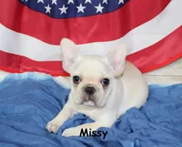 Missy, a female French Bulldog for sale in Maple Hill, KS – 6 of 10