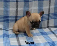 Raven, a female French Bulldog for sale in Maple Hill, KS – 2 of 5