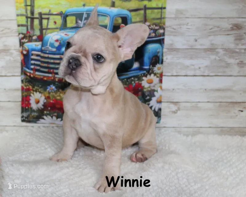 Winnie – French Bulldog puppy for sale in Maple Hill, KS