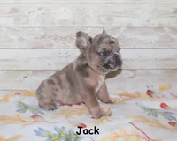 Jack, a male French Bulldog for sale in Maple Hill, KS – 3 of 4