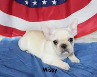 Missy, a female French Bulldog for sale in Maple Hill, KS – 2 of 10