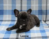 Lassie, a female French Bulldog for sale in Maple Hill, KS – 3 of 5
