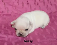 Missy, a male French Bulldog for sale in Maple Hill, KS – 3 of 5