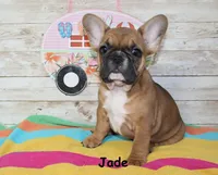 Jade, a female French Bulldog for sale in Maple Hill, KS – 3 of 6