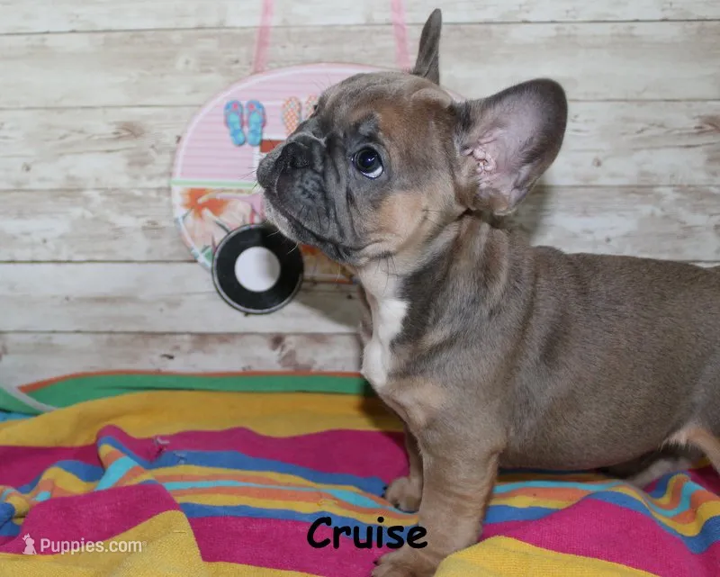 Cruise – French Bulldog puppy for sale in Maple Hill, KS