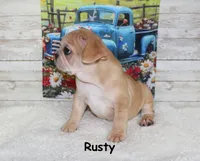 Rusty, a male French Bulldog for sale in Maple Hill, KS – 4 of 10