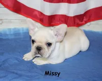 Missy, a female French Bulldog for sale in Maple Hill, KS – 3 of 10