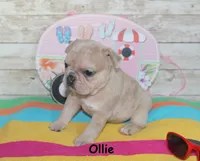 Ollie, a male French Bulldog for sale in Maple Hill, KS – 3 of 6