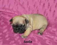 Sadie, a male French Bulldog for sale in Maple Hill, KS – 2 of 4