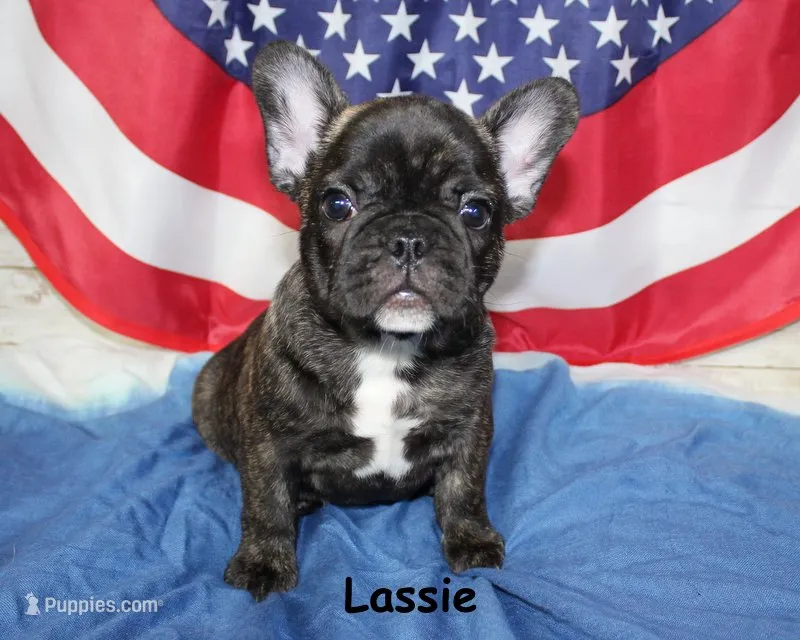 Lassie – French Bulldog puppy for sale in Maple Hill, KS