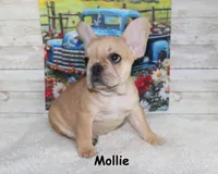 Mollie, a female French Bulldog for sale in Maple Hill, KS – 7 of 8