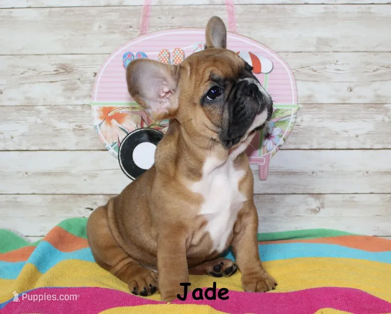 Jade – French Bulldog puppy for sale in Maple Hill, KS