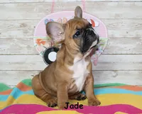 Jade, a female French Bulldog for sale in Maple Hill, KS – 1 of 6