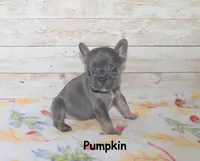 Pumpkin, a female French Bulldog for sale in Maple Hill, KS – 3 of 4