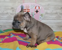 Cruise, a male French Bulldog for sale in Maple Hill, KS – 4 of 6