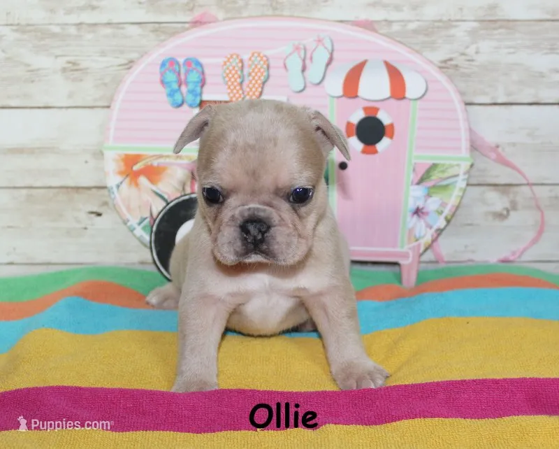 Ollie – French Bulldog puppy for sale in Maple Hill, KS