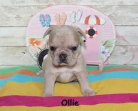 Ollie, a male French Bulldog for sale in Maple Hill, KS – 1 of 6