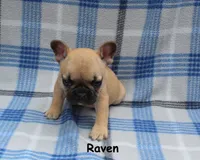 Raven, a female French Bulldog for sale in Maple Hill, KS – 4 of 5