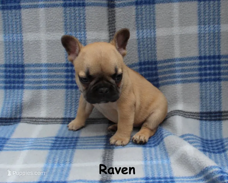 Raven – French Bulldog puppy for sale in Maple Hill, KS