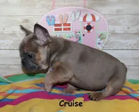 Cruise, a male French Bulldog for sale in Maple Hill, KS – 5 of 6