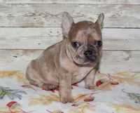 Hunter, a male French Bulldog for sale in Maple Hill, KS – 3 of 5